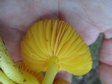 Humidicutis marginata var. concolor image