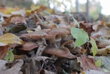Armillaria gallica image