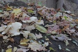 Armillaria gallica image