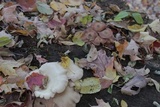 Armillaria gallica image