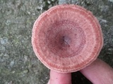 Lactarius mutabilis image