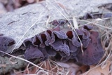Auricularia angiospermarum image