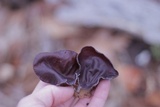 Auricularia angiospermarum image