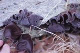 Auricularia angiospermarum image