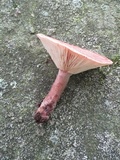 Lactarius mutabilis image