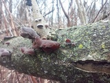 Auricularia angiospermarum image