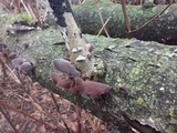 Auricularia angiospermarum image