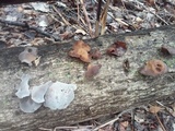 Auricularia angiospermarum image
