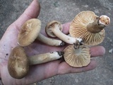 Lactarius subplinthogalus image