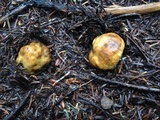 Cortinarius pinguis image