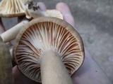 Lactarius subplinthogalus image