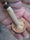 Lactarius subplinthogalus image