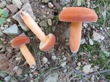 Lactarius volemus image