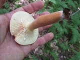 Lactarius volemus image