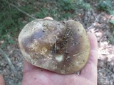 Russula dissimulans image