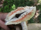Russula dissimulans image