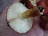 Russula mutabilis image
