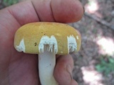 Russula ochroleucoides image