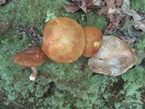 Xanthoconium affine image