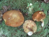 Xanthoconium affine image