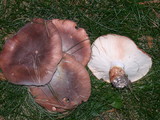 Tricholoma fracticum image