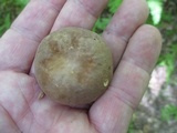 Xanthoconium affine image