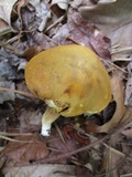 Xanthoconium affine image