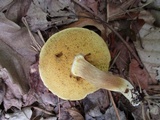 Xanthoconium affine image
