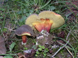 Boletus zelleri image