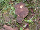 Boletus zelleri image