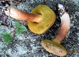 Boletus subtomentosus image