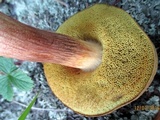 Boletus subtomentosus image