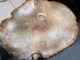 Agaricus micromegethus image