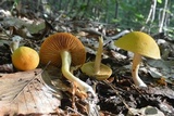 Cortinarius luteus image