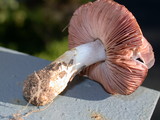 Agaricus micromegethus image