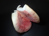 Russula bella image