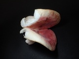 Russula bella image