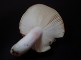 Russula bella image