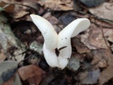 Russula bella image