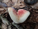 Russula bella image