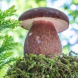 Tylopilus badiceps image