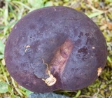 Tylopilus badiceps image
