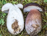 Tylopilus badiceps image