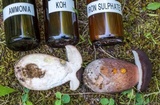 Tylopilus badiceps image