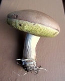 Boletus pallidus image