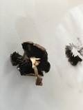 Panaeolus cinctulus image