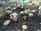 Panaeolus cinctulus image