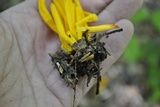 Clavulinopsis laeticolor image
