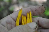 Clavulinopsis laeticolor image