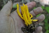 Clavulinopsis laeticolor image